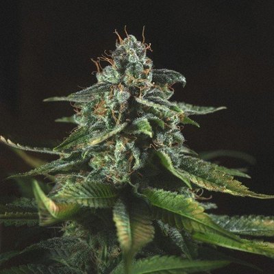 Genofarm - SFVOG (fem.) 05550