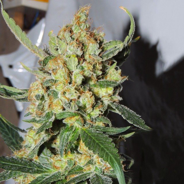 Cali Kush Farms - Emperor Mandarin (fem.)