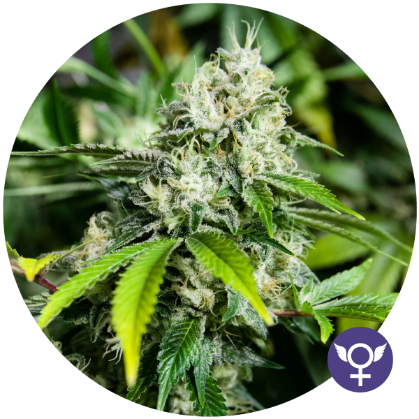 The Bulldog Seeds - White Widow XTRM (fem.)