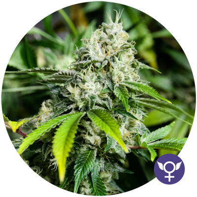 The Bulldog Seeds - White Widow XTRM (fem.) 05555