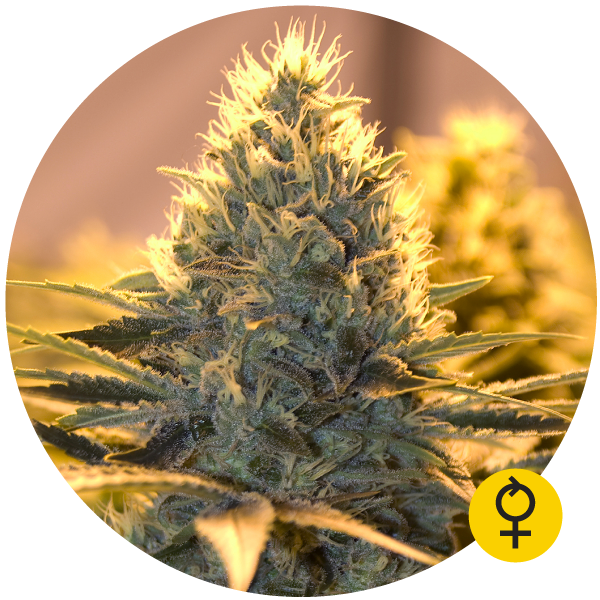 The Bulldog Seeds - Jack Herer Auto (auto/fem.)