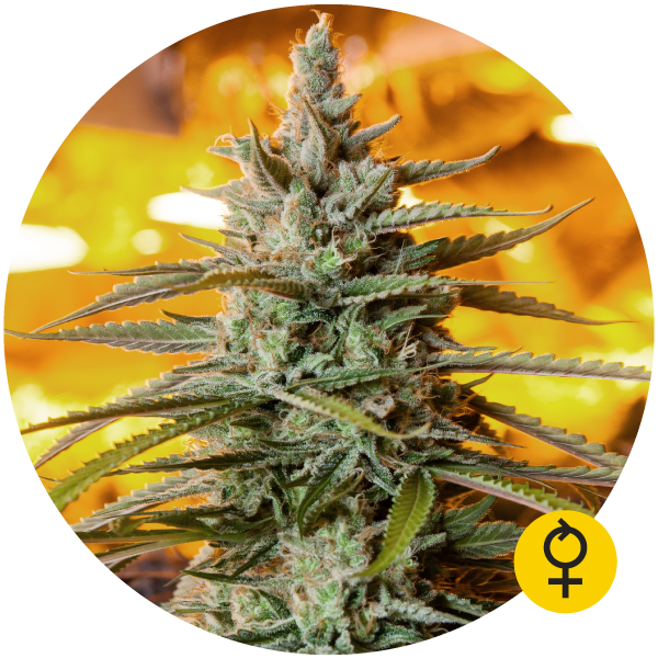 The Bulldog Seeds - Northern Light Auto (auto/fem.)