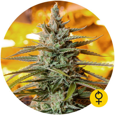 The Bulldog Seeds - Northern Light Auto (auto/fem.) 05557