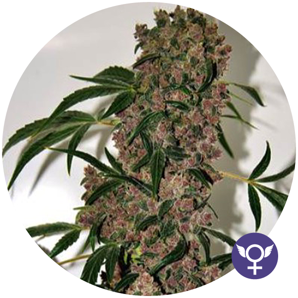 The Bulldog Seeds - Girl Scout Cookies XTRM (fem.)