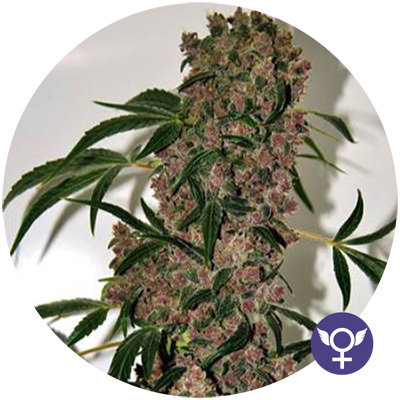 The Bulldog Seeds - Girl Scout Cookies XTRM (fem.) 05558