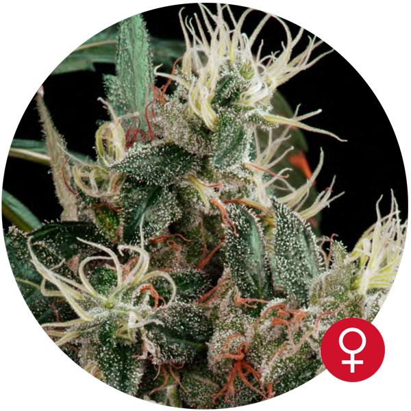 The Bulldog Seeds - Northern Light (fem.)
