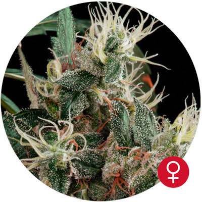 The Bulldog Seeds - Northern Light (fem.) 03666