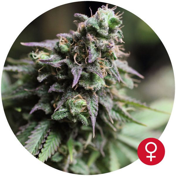The Bulldog Seeds - Blue Dream (fem.)