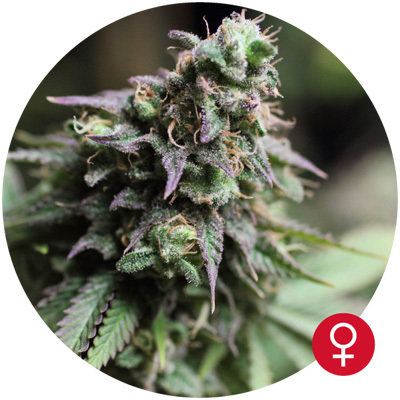 The Bulldog Seeds - Blue Dream (fem.) 05559