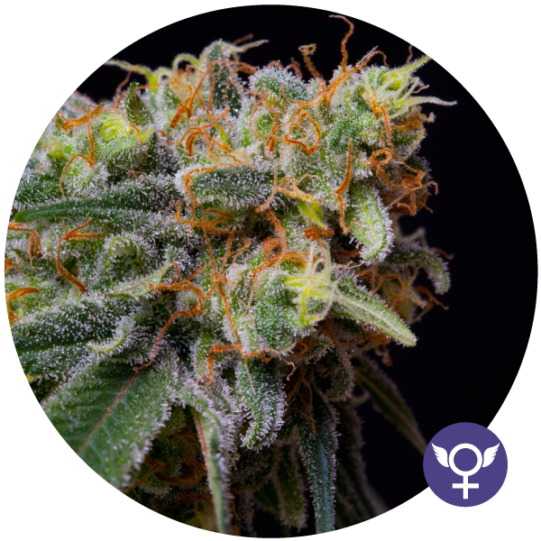 The Bulldog Seeds - Caramelicious (fem.)