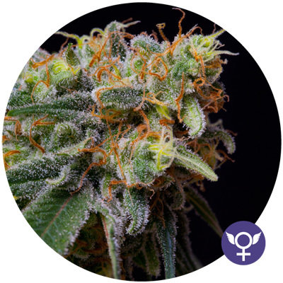 The Bulldog Seeds - Caramelicious (fem.) 05560