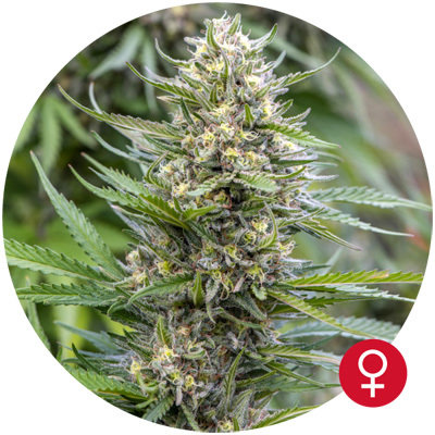 The Bulldog Seeds - Strawberry Ice (fem.) 05562