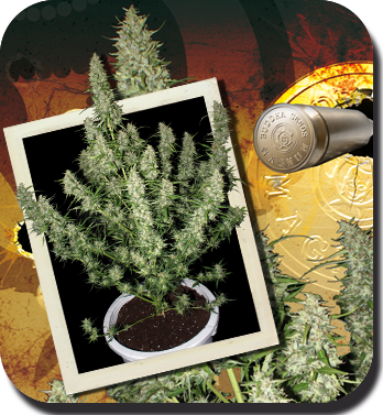 Buddha Seeds - Magnum (auto/fem.)