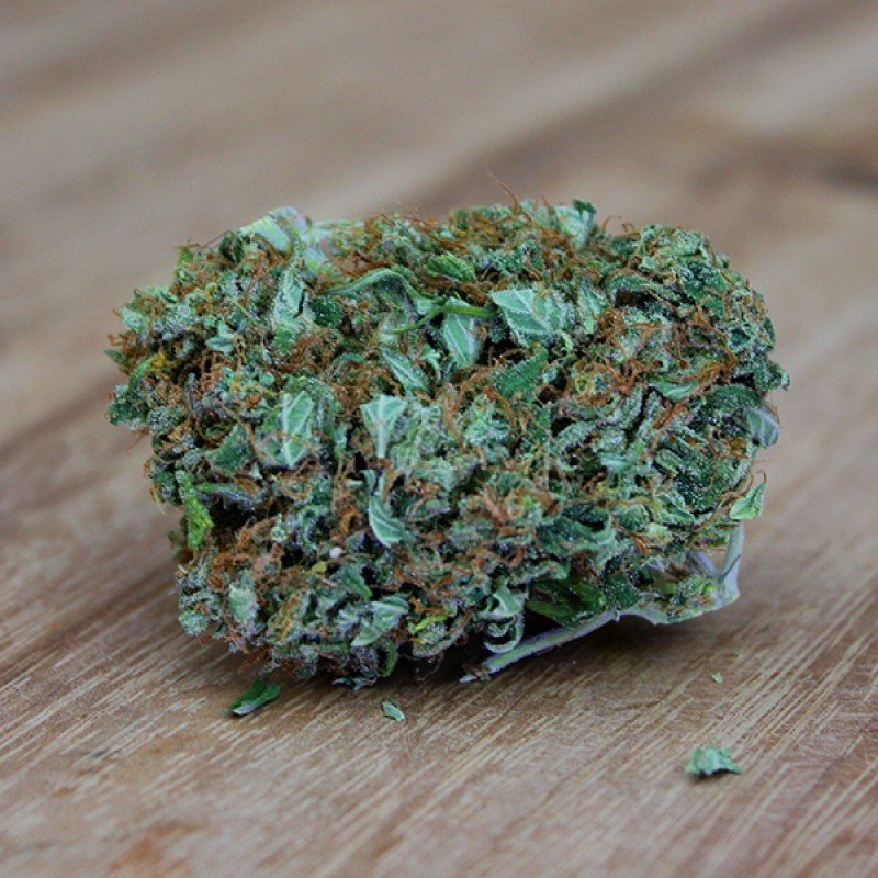 Sumo Seeds - Amnesia Ganja Haze (fem.)