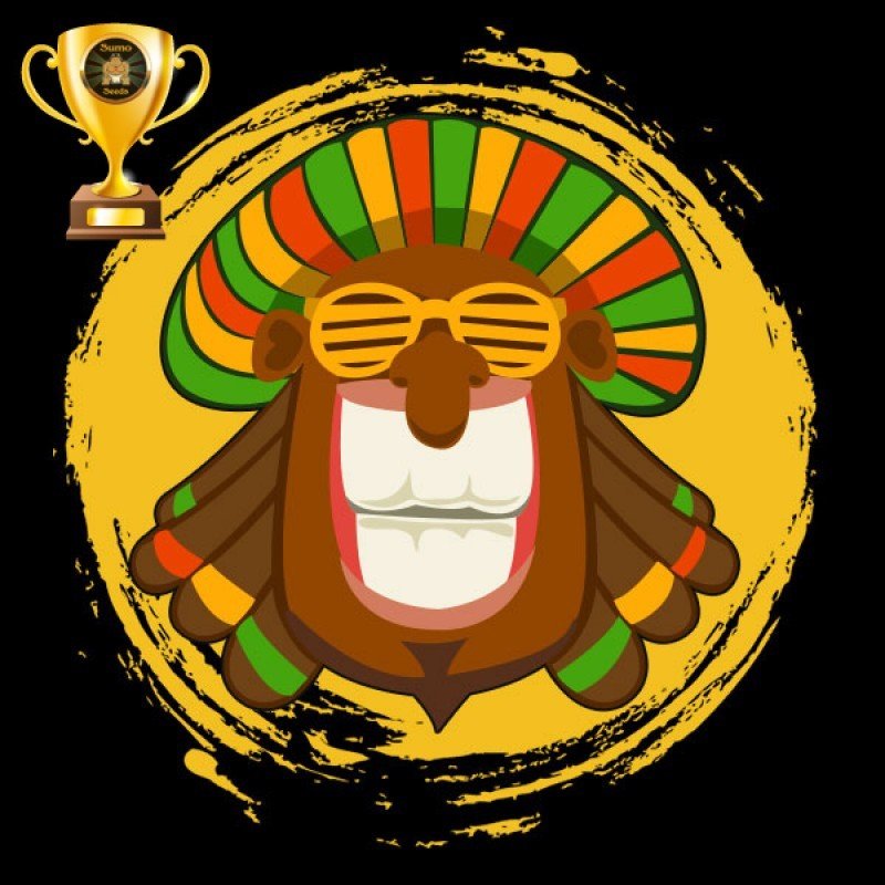 Sumo Seeds - Amnesia Ganja Haze (fem.)