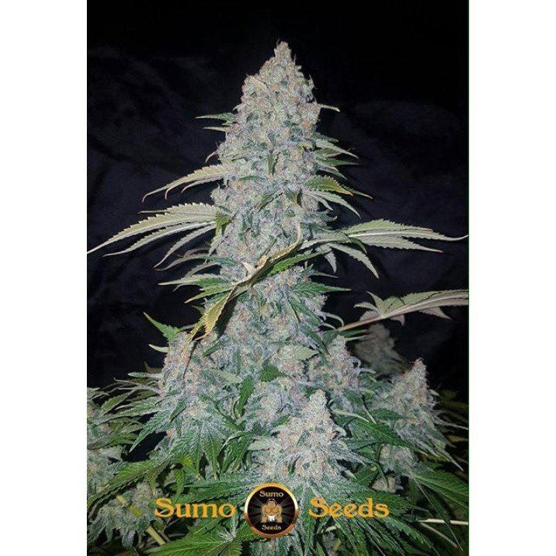 Sumo Seeds - Appleberry (fem.)