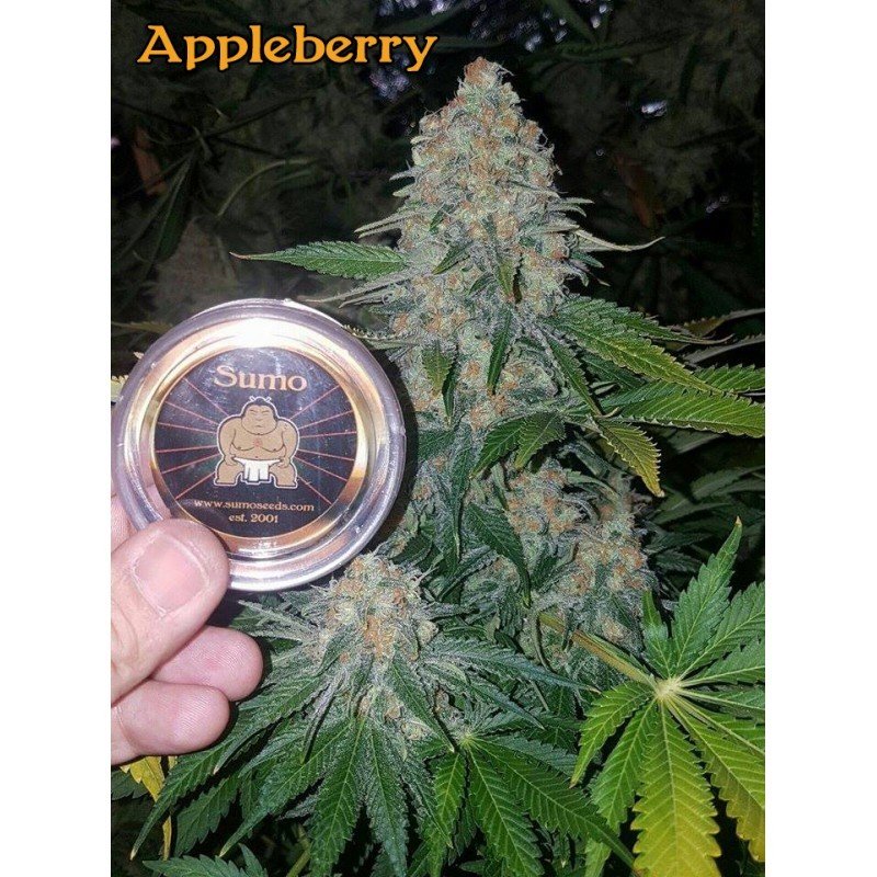 Sumo Seeds - Appleberry (fem.)