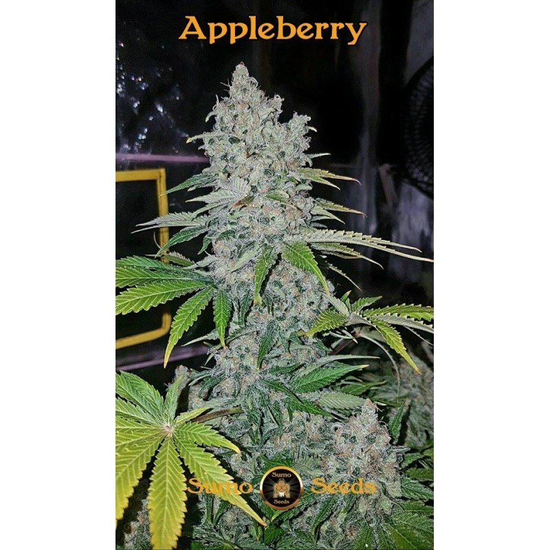 Sumo Seeds - Appleberry (fem.)