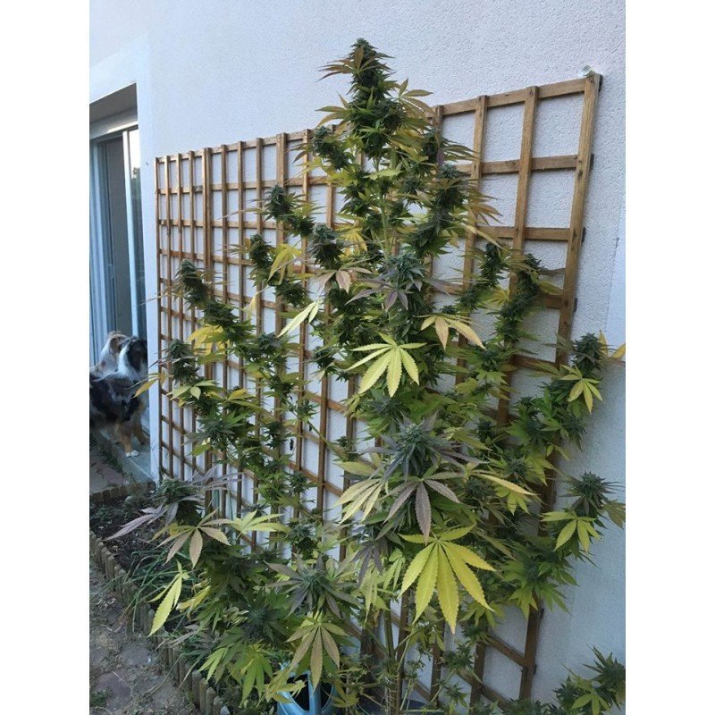 Sumo Seeds - Appleberry (fem.)
