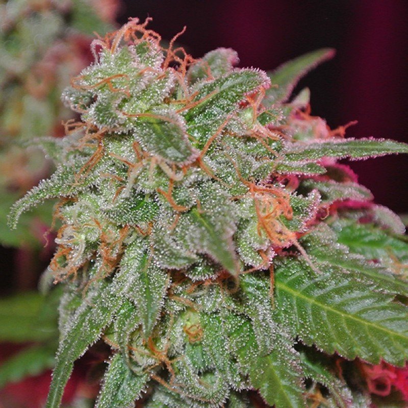 Sumo Seeds - Appleberry (fem.)