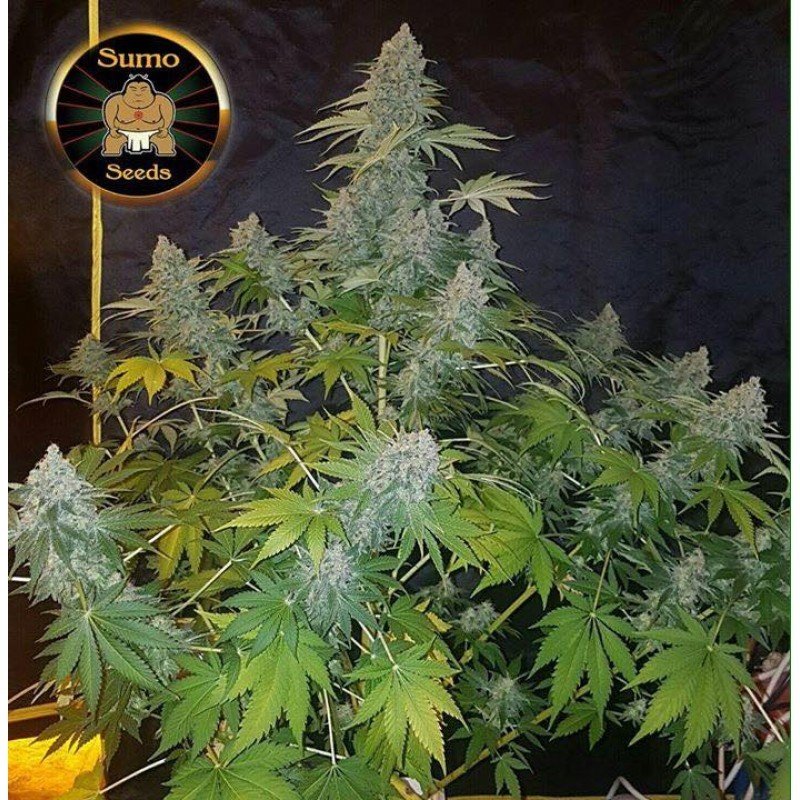 Sumo Seeds - Appleberry (fem.)
