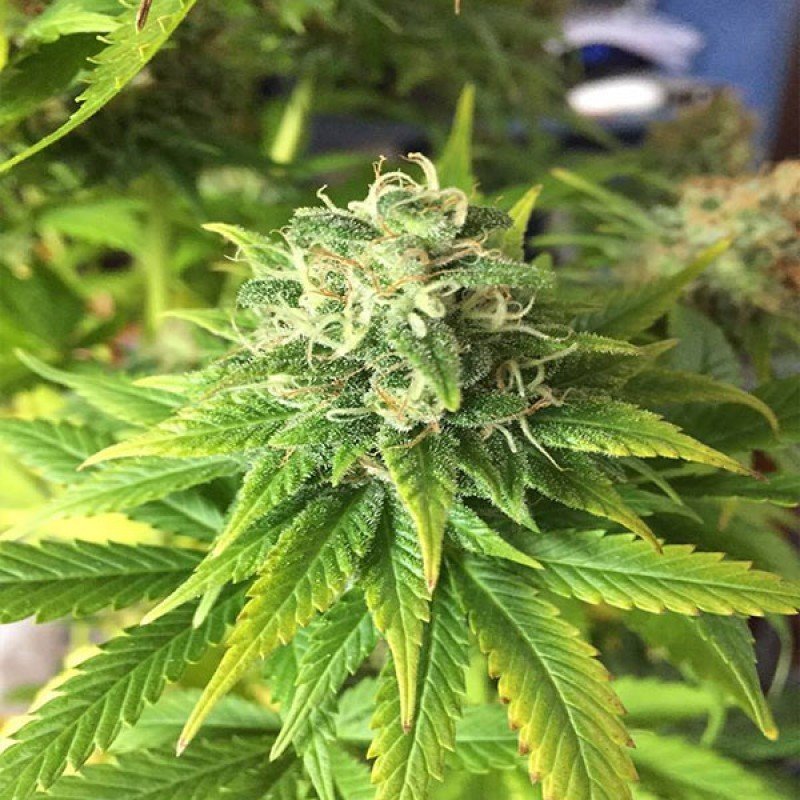 Sumo Seeds - Appleberry (fem.)