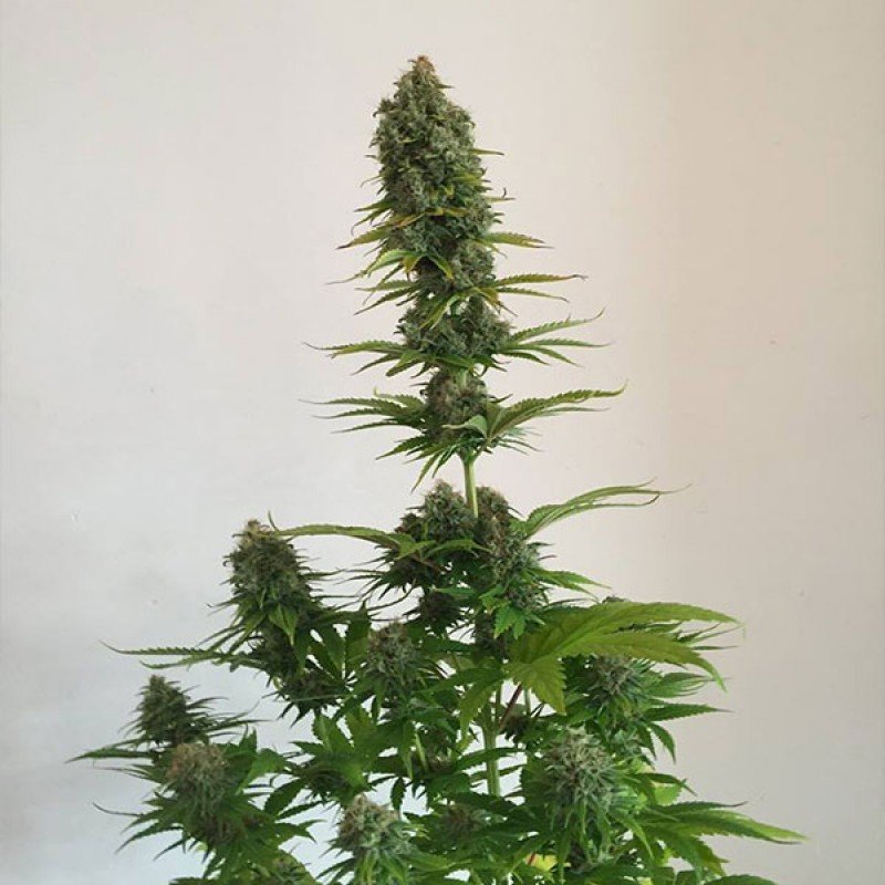 Sumo Seeds - Appleberry (fem.)