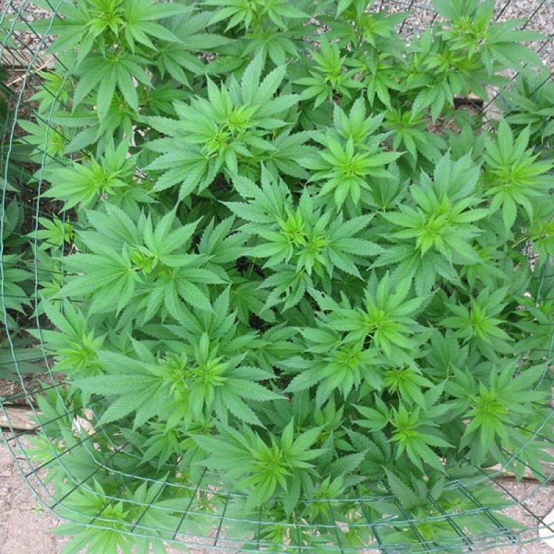 Sumo Seeds - Appleberry (fem.)
