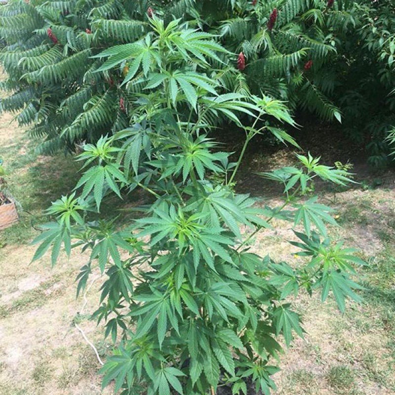 Sumo Seeds - Appleberry (fem.)