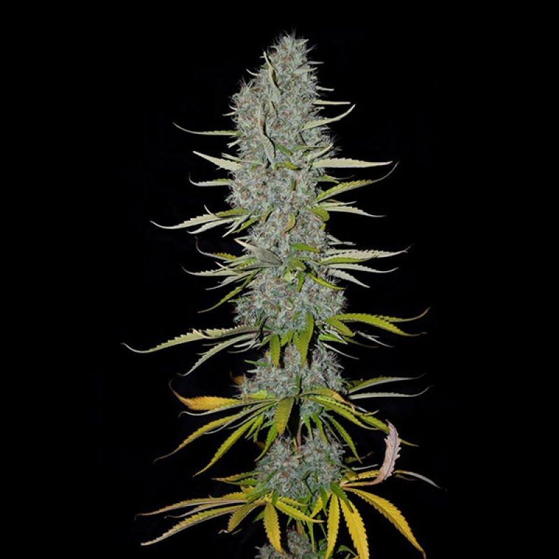 Sumo Seeds - Appleberry (fem.)