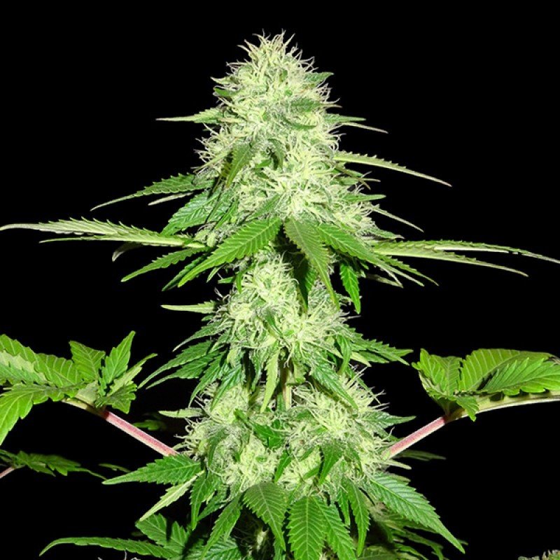 Sumo Seeds - Appleberry (fem.)
