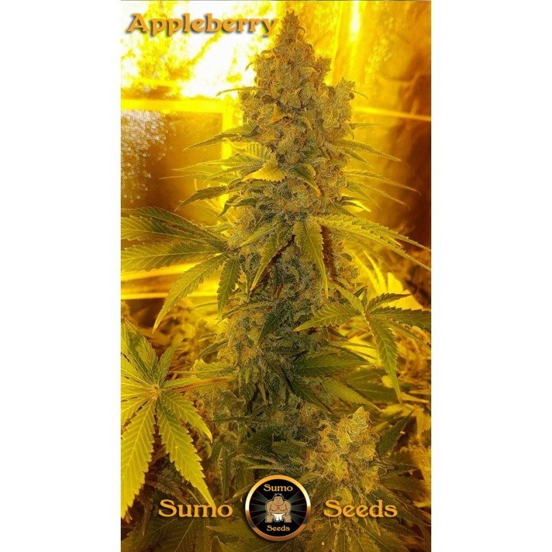 Sumo Seeds - Appleberry (fem.)