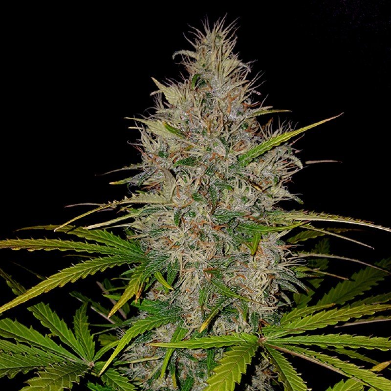 Sumo Seeds - Berries &amp; Cheese (fem.)
