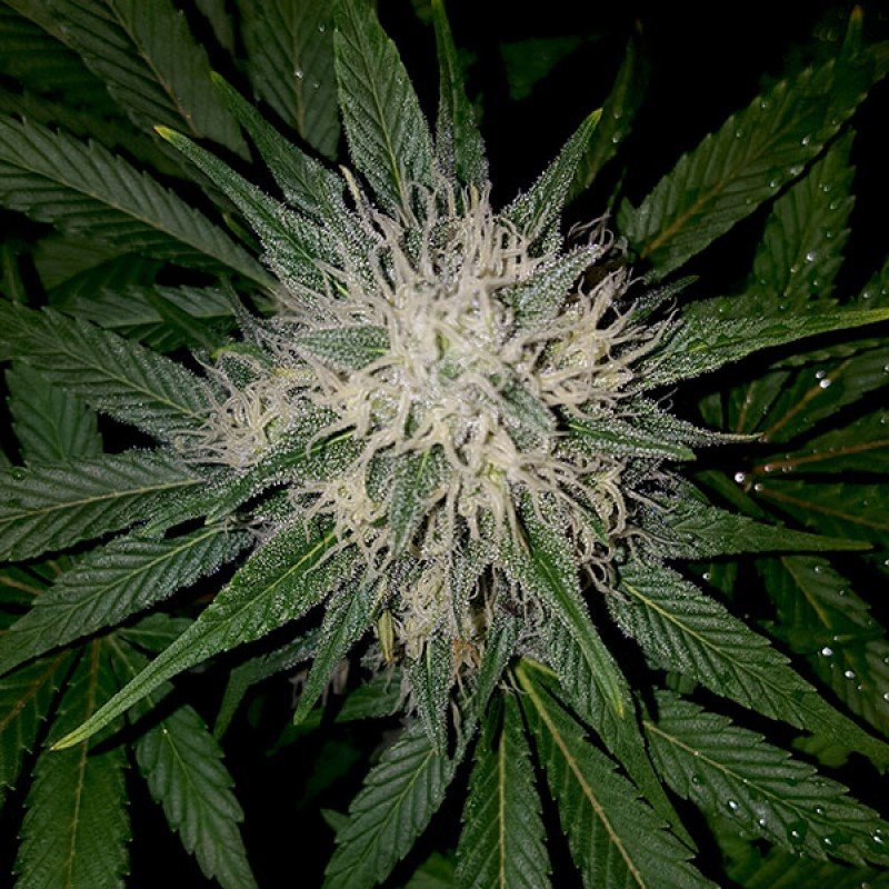 Sumo Seeds - Berries &amp; Cheese (fem.)
