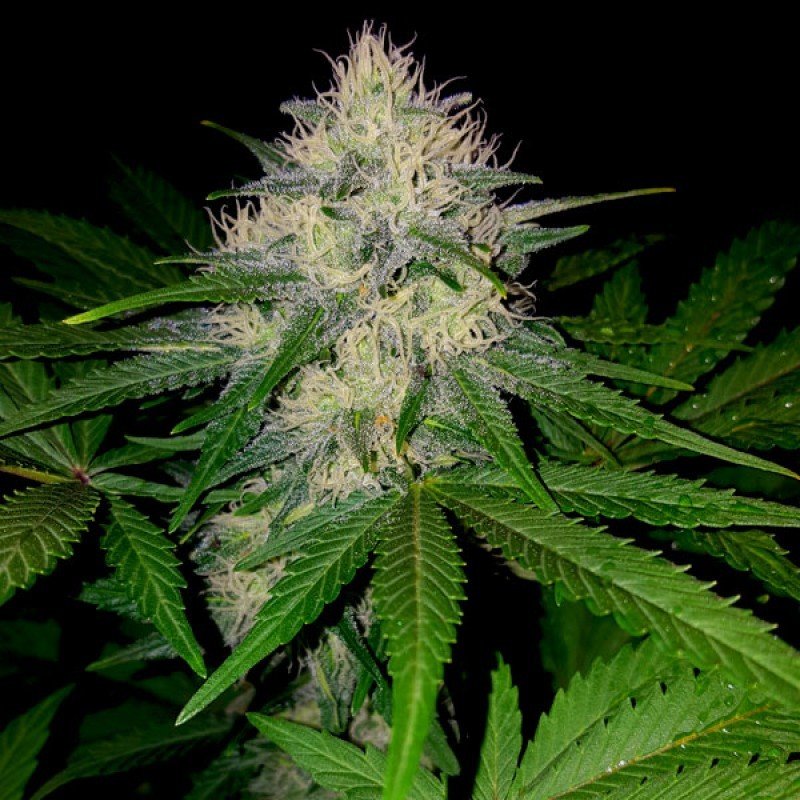 Sumo Seeds - Berries &amp; Cheese (fem.)