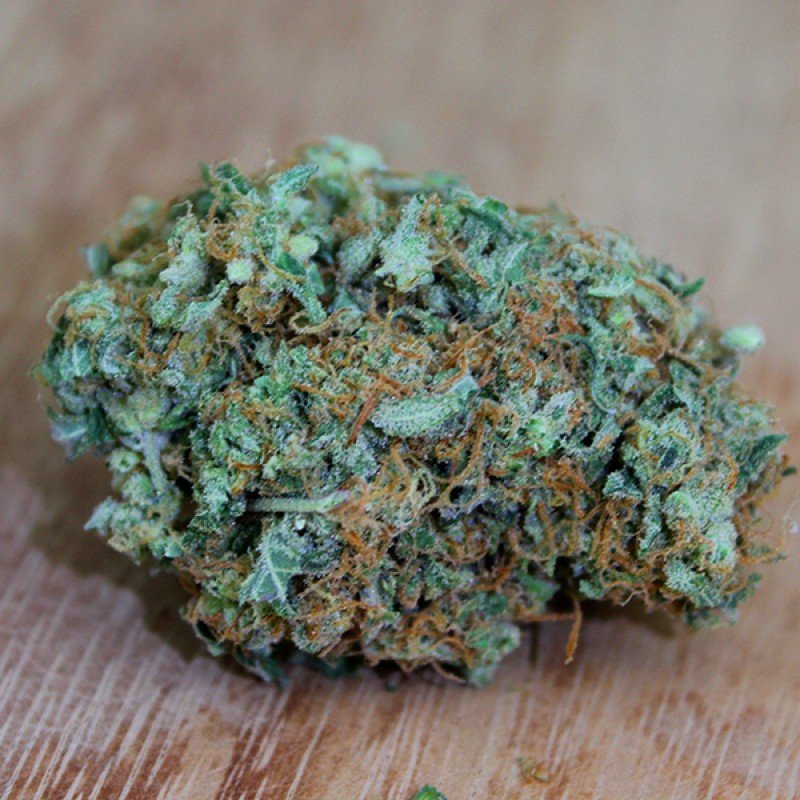Sumo Seeds - Blue Nitro Haze (fem.)