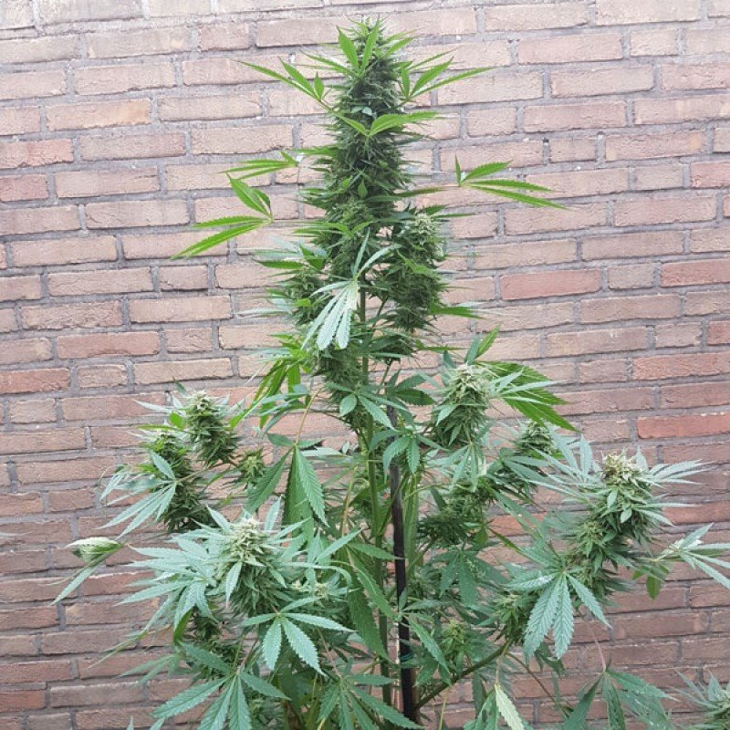 Sumo Seeds - Blue Nitro Haze (fem.)