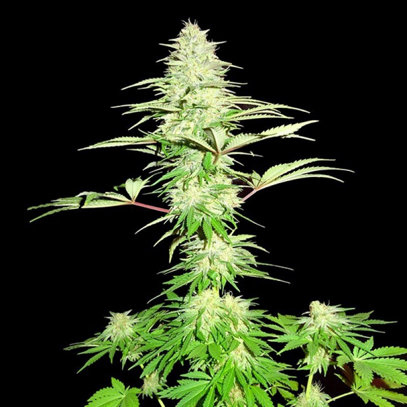 Sumo Seeds - Blue Nitro Haze (fem.)