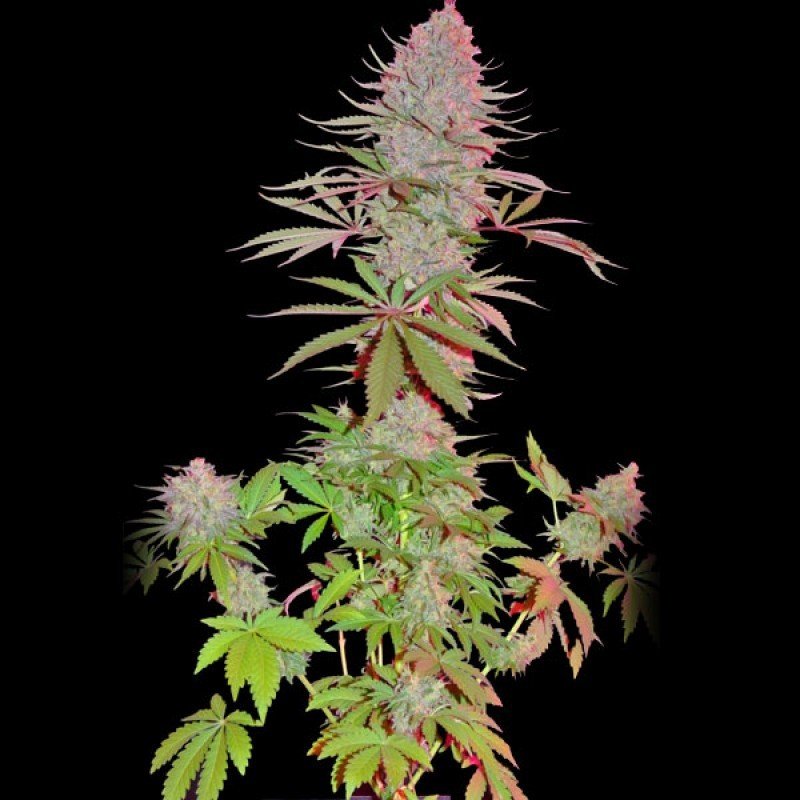 Sumo Seeds - Blue Nitro Haze (fem.)