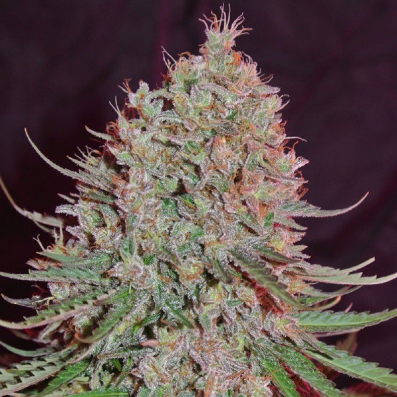Sumo Seeds - Blue Nitro Haze (fem.)