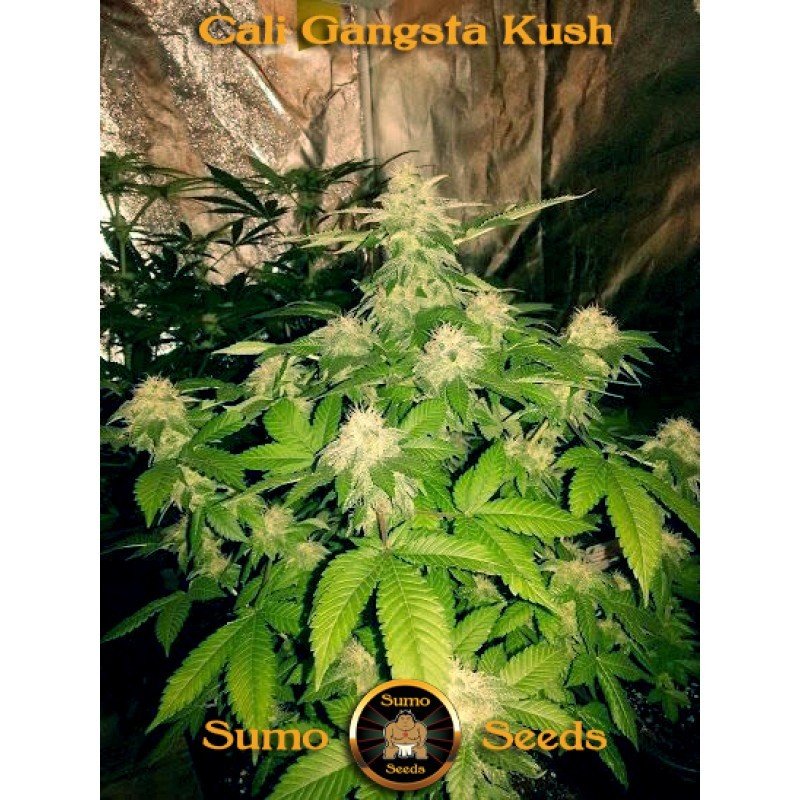 Sumo Seeds - Cali Gangsta Kush (fem.)