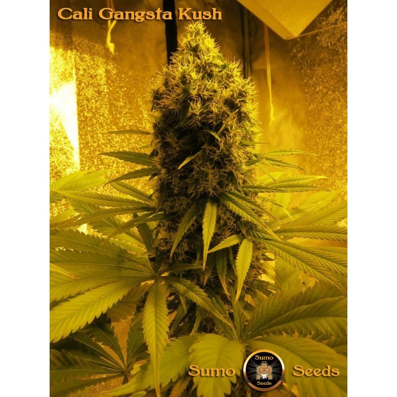 Sumo Seeds - Cali Gangsta Kush (fem.)
