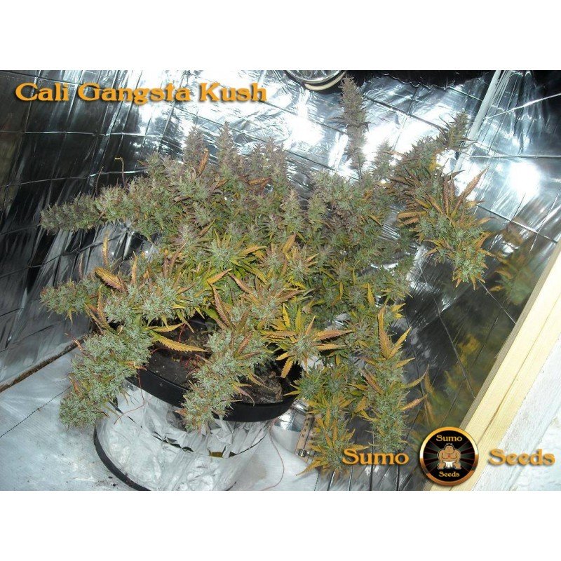 Sumo Seeds - Cali Gangsta Kush (fem.)