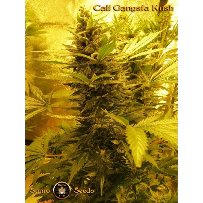 Sumo Seeds - Cali Gangsta Kush (fem.)