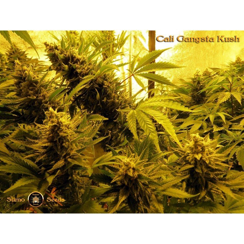 Sumo Seeds - Cali Gangsta Kush (fem.)