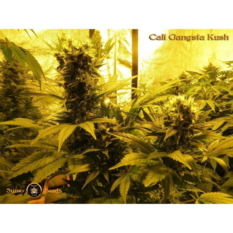 Sumo Seeds - Cali Gangsta Kush (fem.)
