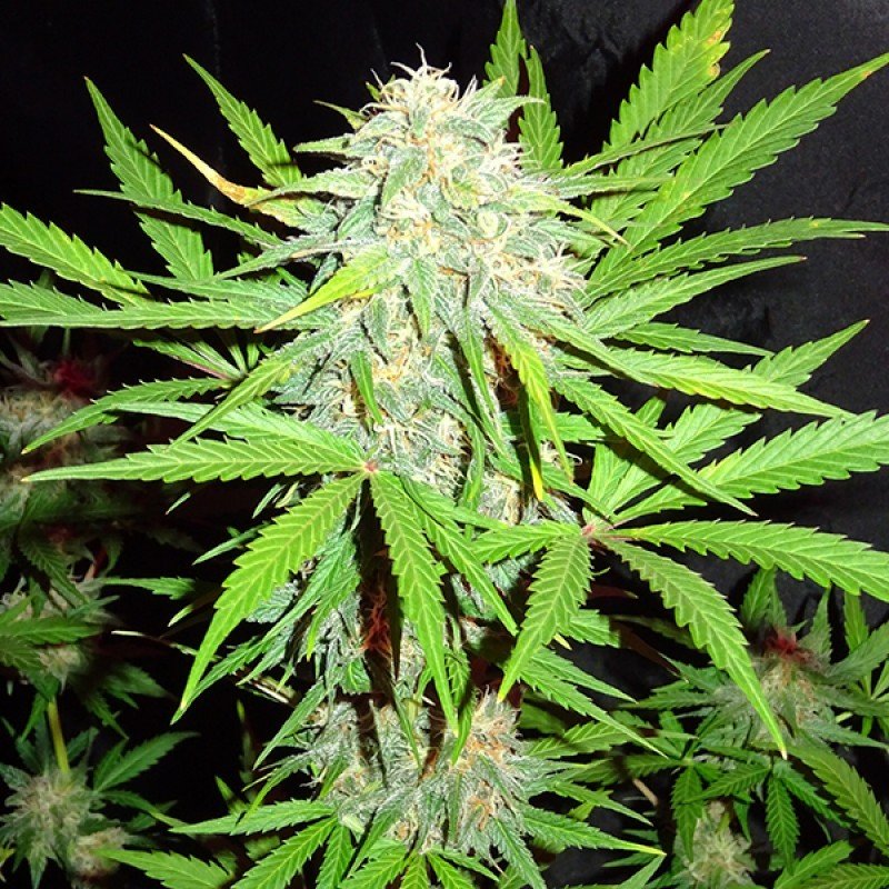 Sumo Seeds - Cali Gangsta Kush (fem.)