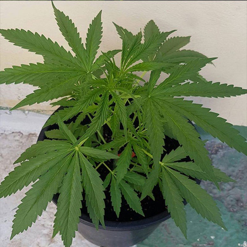 Sumo Seeds - Cali Gangsta Kush (fem.)