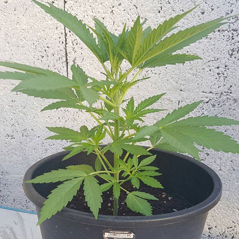Sumo Seeds - Cali Gangsta Kush (fem.)