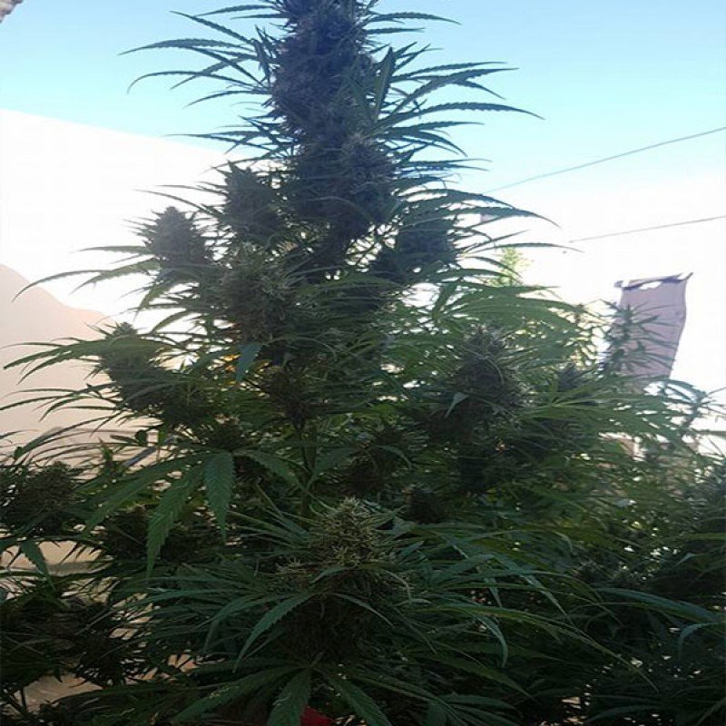Sumo Seeds - Cali Gangsta Kush (fem.)